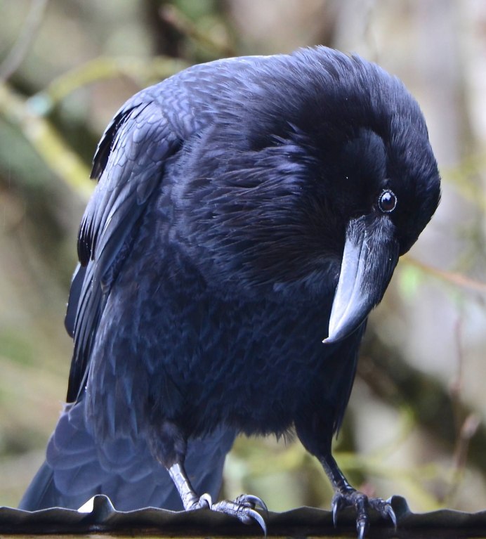 Ворон обыкновенный