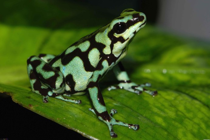 Лягушка древолаз ядовитая
