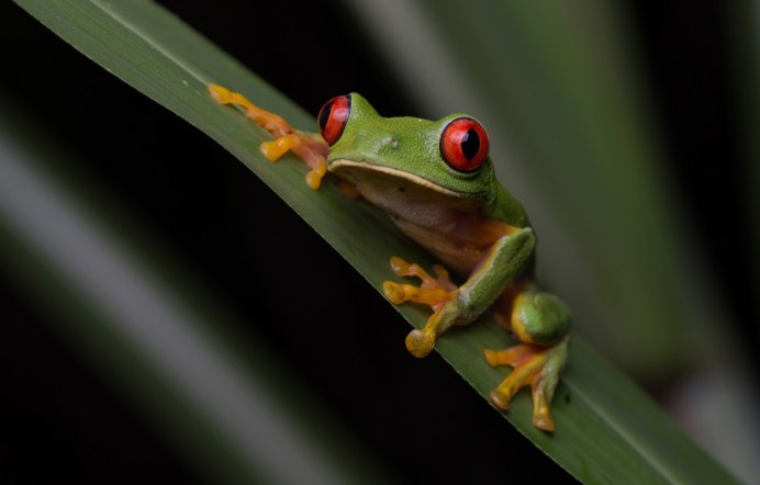 Лягушка красноглазая квакша