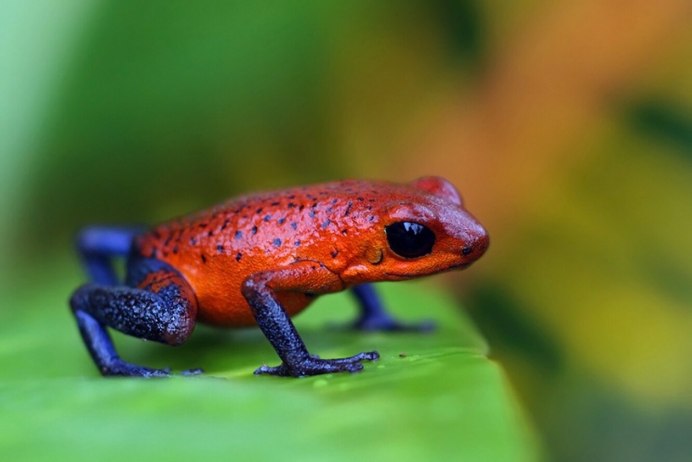 Пятнистый древолаз