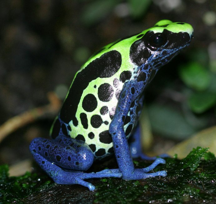 Двухцветный древолаз