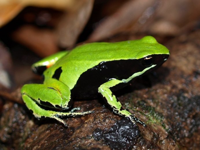 Лягушка древолаз ядовитая