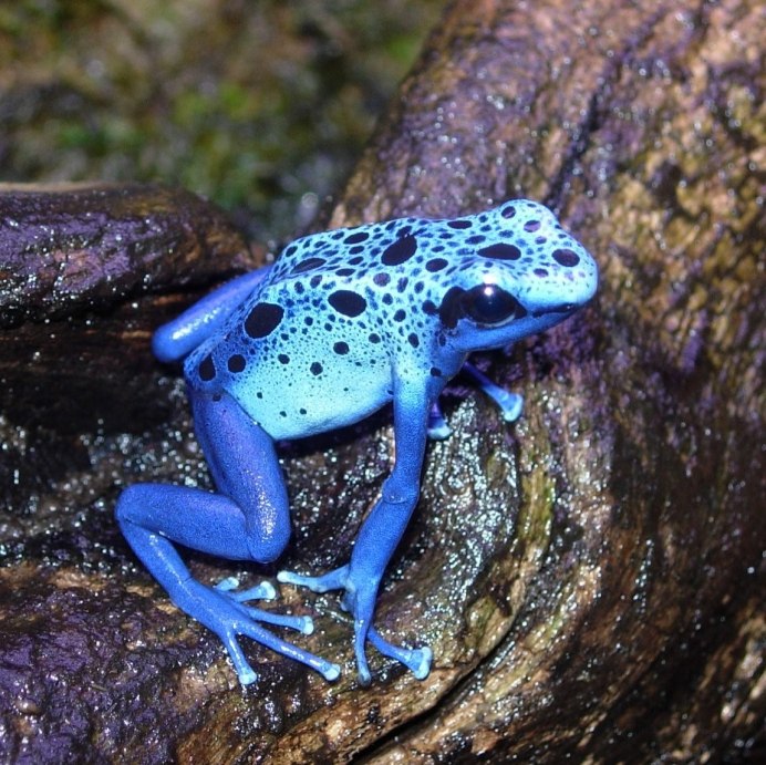 Дендробатес ауратус