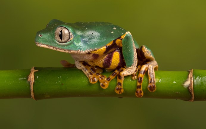 Лягушка кислотно зеленая