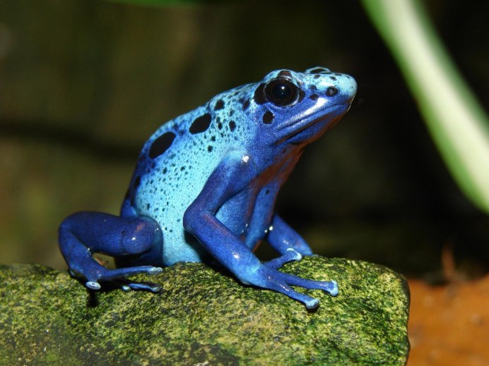 Древолаз зеленый