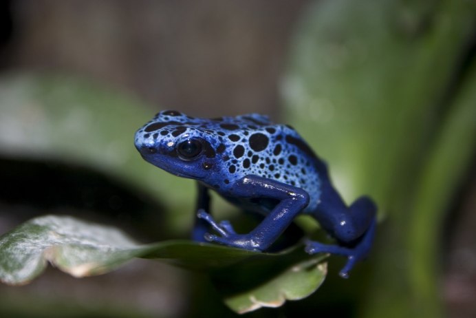 Лягушка древолаз зеленая ядовитая