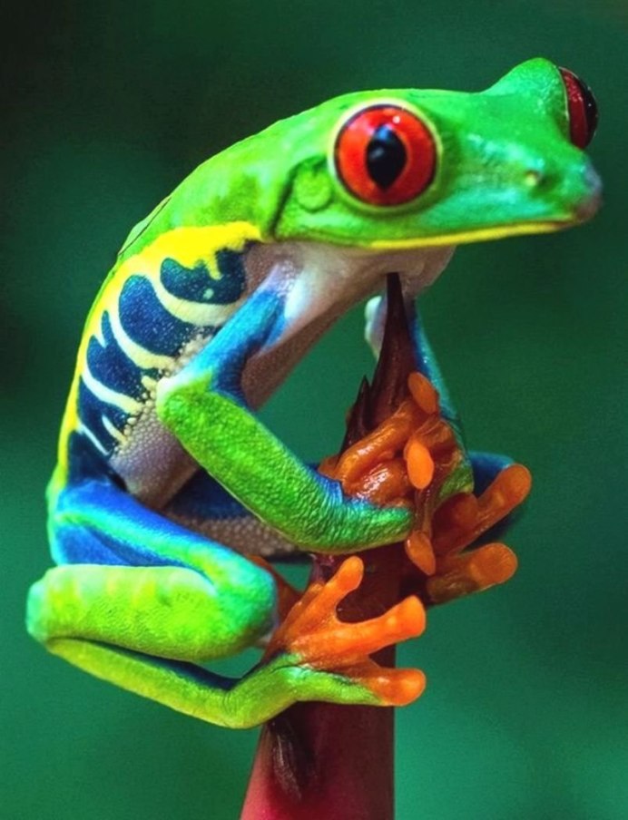 Квакша древолаз