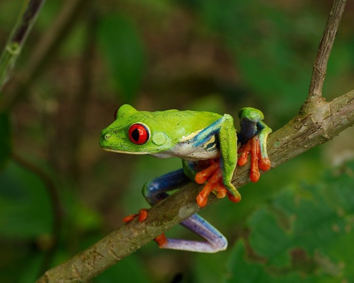 Квакша древолаз