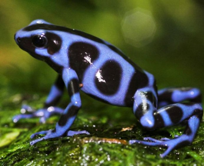 Квакша древолаз