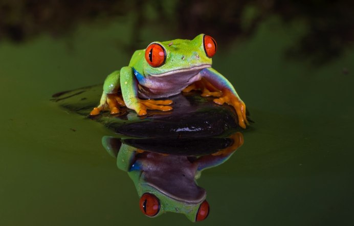 Лягушка Древо ЛАЗ Дрин Хилл