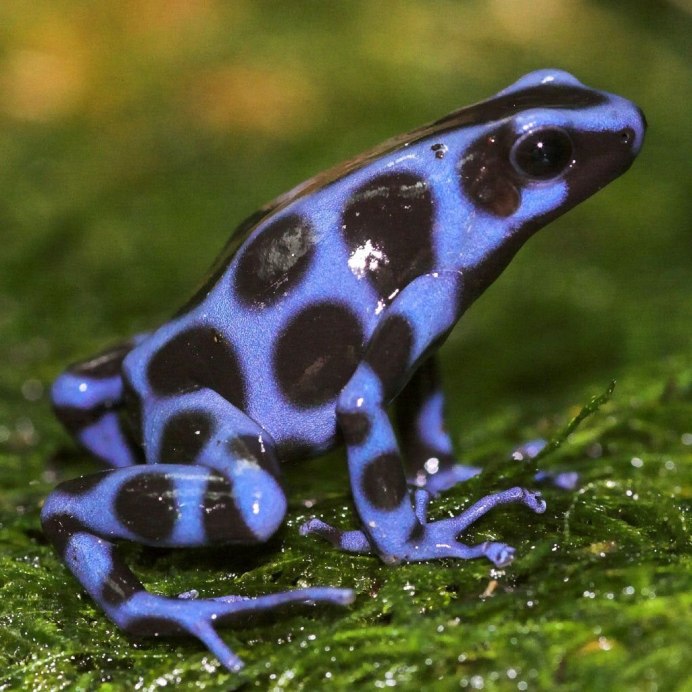 Красноглазая квакша