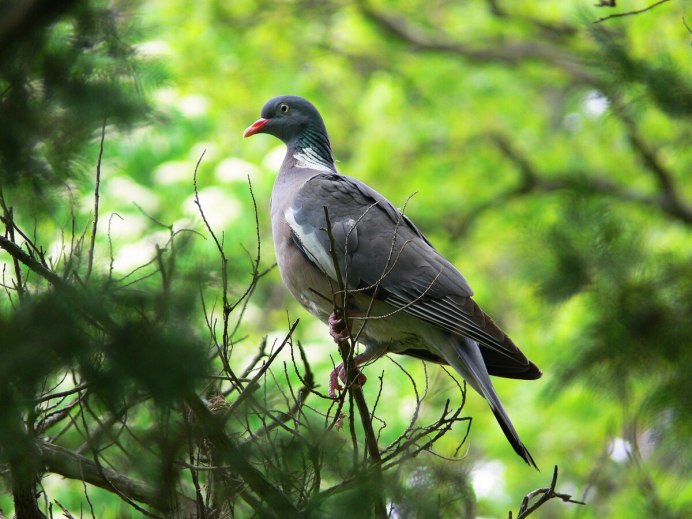 Вяхирь Горлица