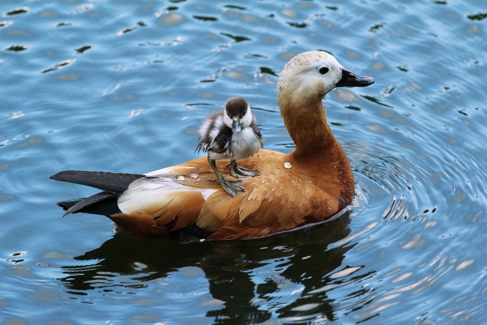 Горлица серая