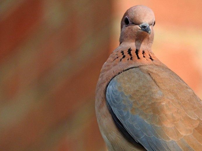 Лесной голубь вяхирь