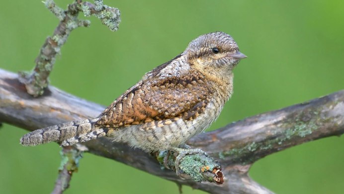 Елена Кулагина СПБ