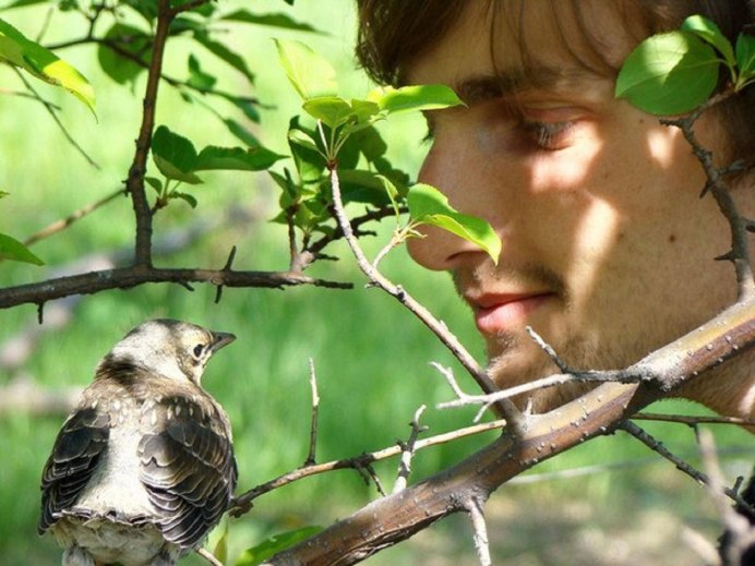 Алеутская крачка