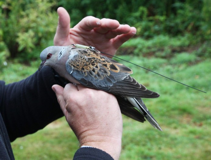 Лесной голубь вяхирь Горлица