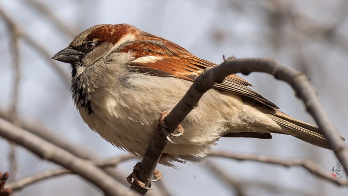 Картинка Воробей для детей на белом фоне