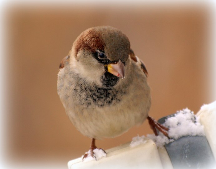 Домовый Воробей в полете