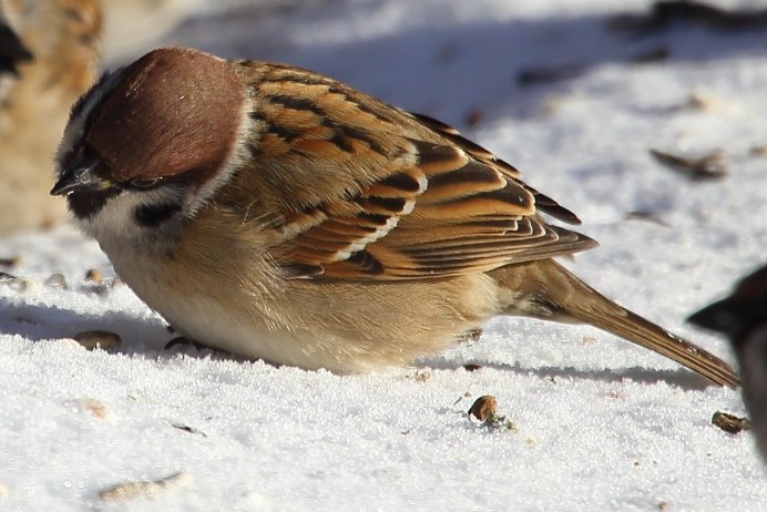 Воробей прыгает