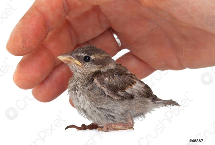 Воробей фото для детей