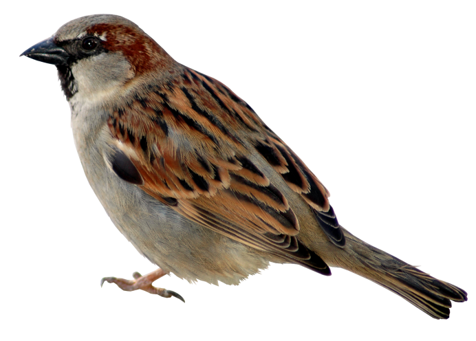 Милые воробьи