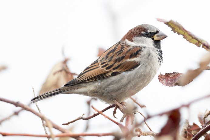 Воробей фото