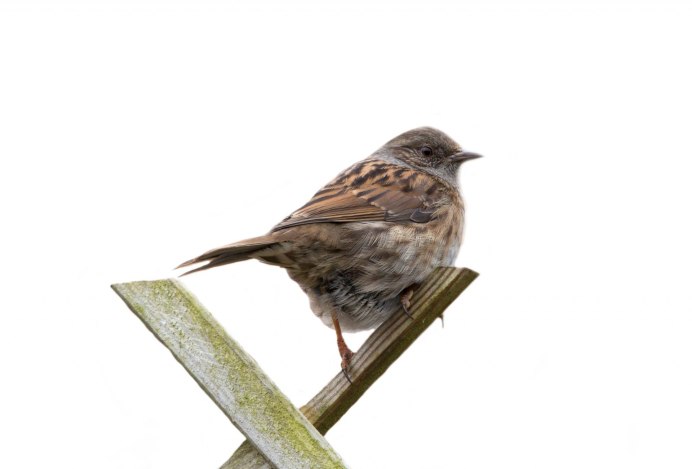 Домовый Воробей молодой