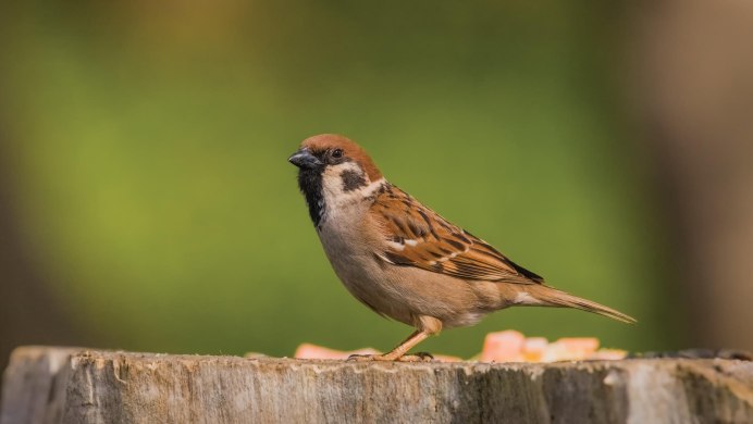 Воробей на черном фоне