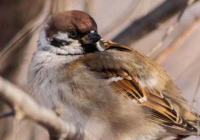 Птичка Воробей