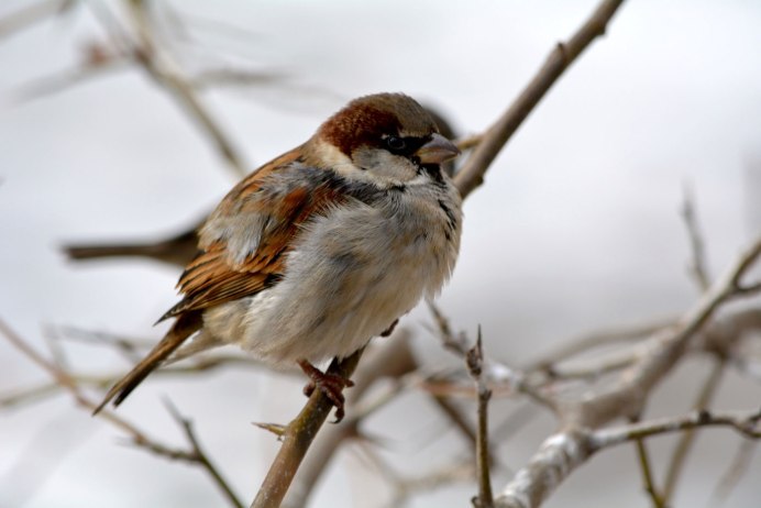 Домовый Воробей девочка