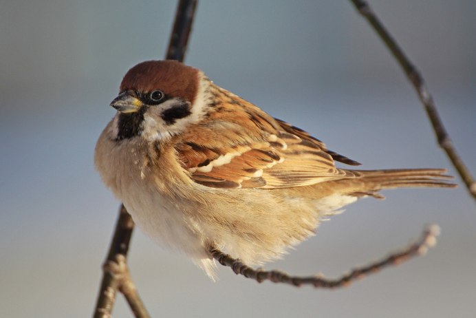 Домовый Воробей на ладошке