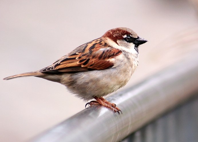 Домовый Воробей молодой