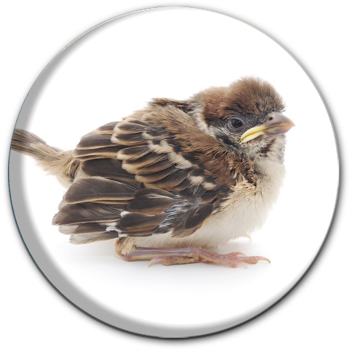 Хвост воробья