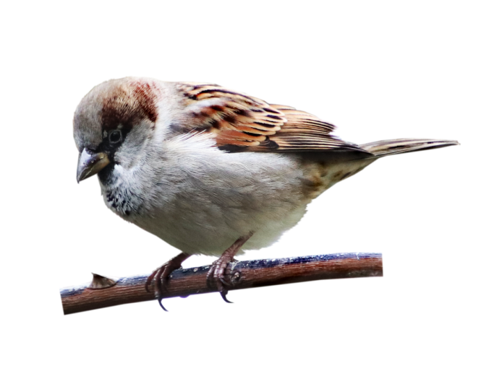 Воробей для детей