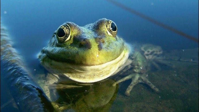 Водяная жаба