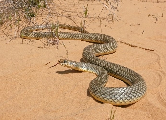 Желтобрюхий полоз (Dolichophis caspius)