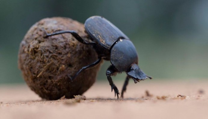 Scarabaeus Sacer