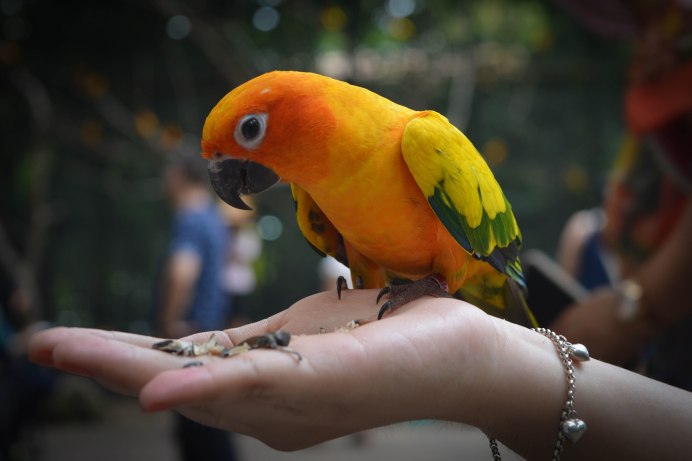 Poicephalus Gulielmi