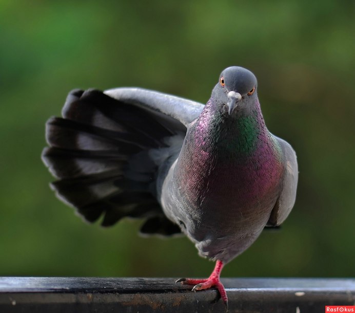 Голубь гуль