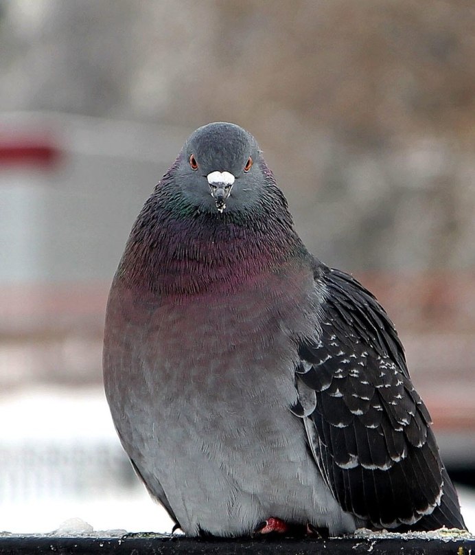 Голубь меланист