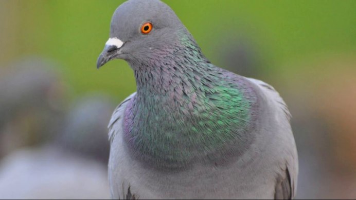 Голубь городской обыкновенный