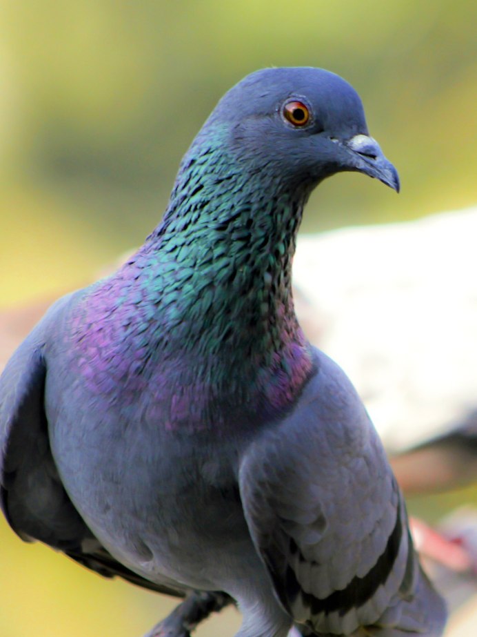 Голубь обыкновенный