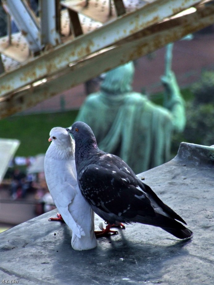 Городской голубь