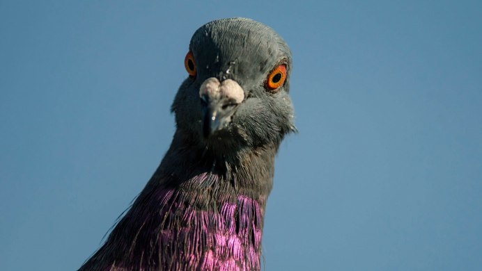 Смешной голубь