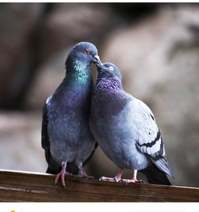 Два голубя