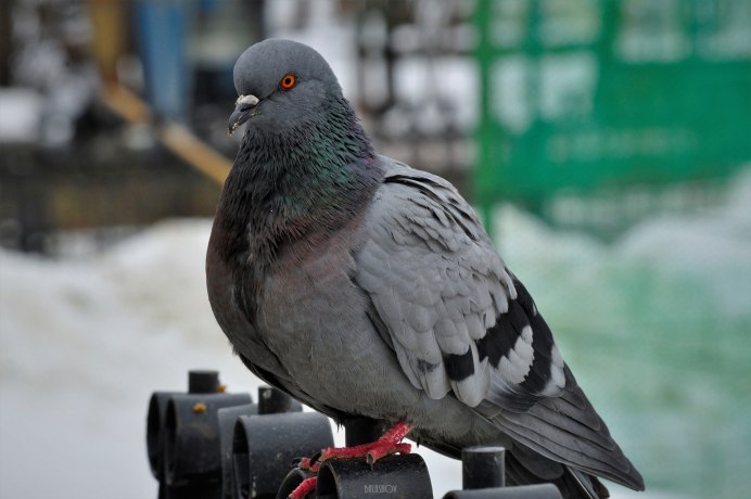 Городской голубь