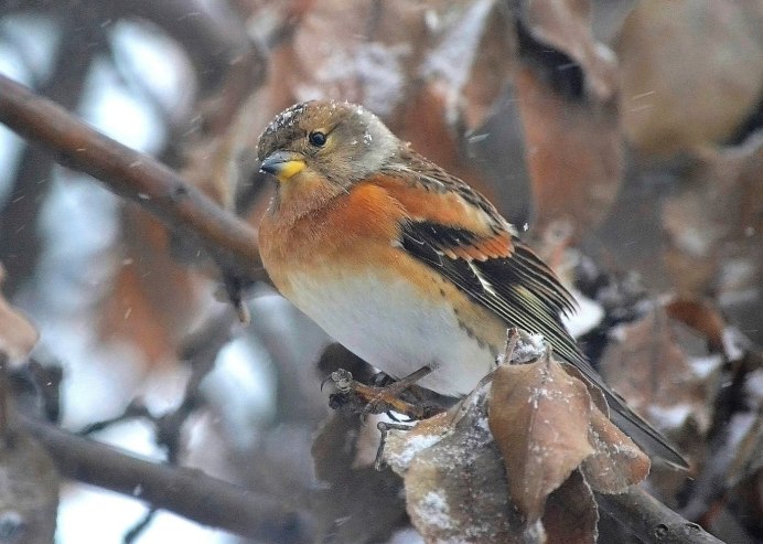 Зяблик Юрок птица