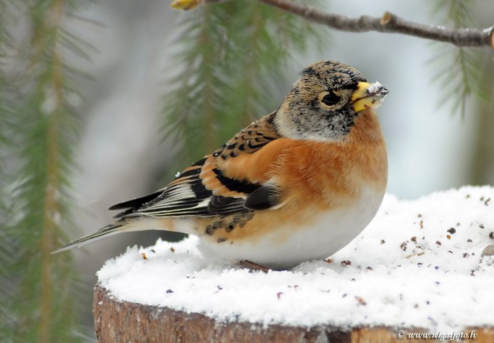 Юрок вьюрок