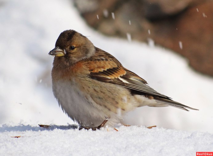 Синица розовый вьюрок
